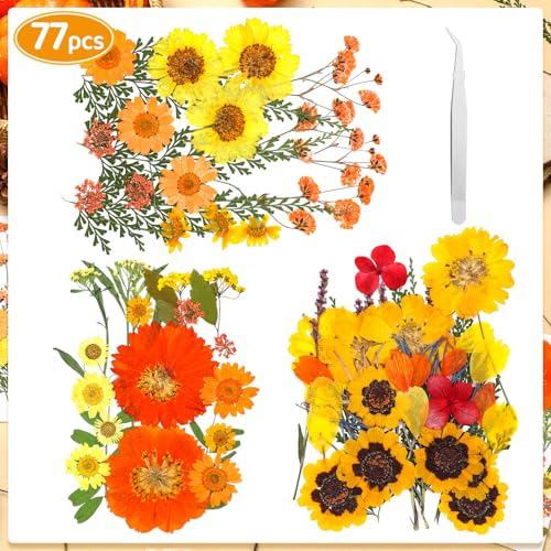 77 piezas flores secas prensadas otoño decoración miniatura 2