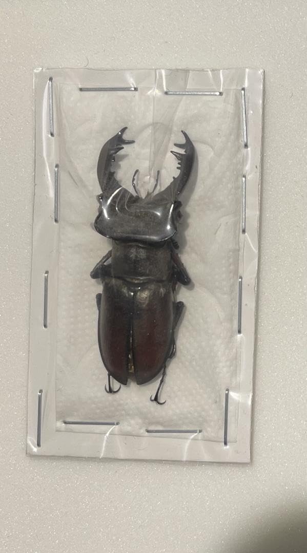 チャイロマルバネクワガタ 標本 ☆チャイロマルバネクワガタ♂28mm標本☆ - INSECT ULTIMA