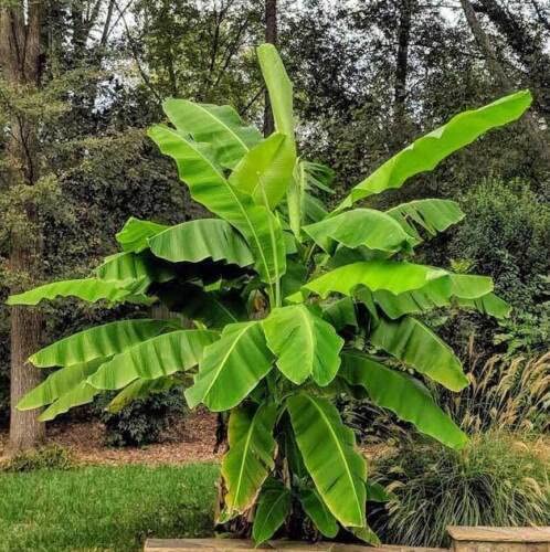 Amazon.com : Zaylee Garden 1 Live 1 Ft. Musa Basjoo Fruit Plant