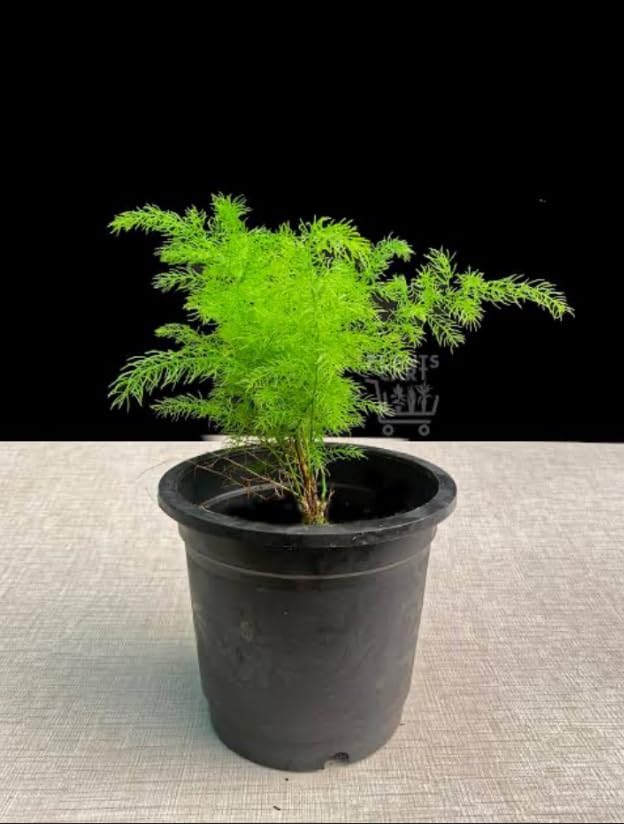 Image of Rare Shatavari Live Plant, Shatavar (Asparagus Racemosus) Herbal Medicinal Plant, Indoor, Organic, Green, Partial Sun, 1 Healthy Plant with a Black Pot Pack of 1