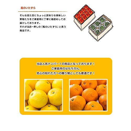 Amazon.co.jp: みかん せとか 2.5kg×2箱 風のいたずら 訳あり 大きさ