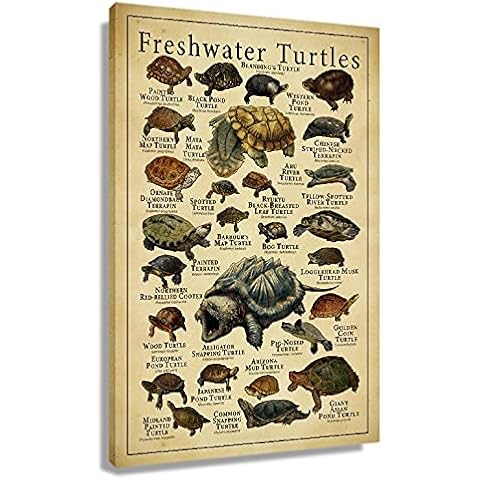 Freshwater Turtles Poster Modern Wall Art Educational Prints on Canvas Rectangle Wall Art ,Contemporary Giclee Pictures for Turtle Learning Lovers Decorative Paintings Unframed 12x18 inch(30x45cm) Cover