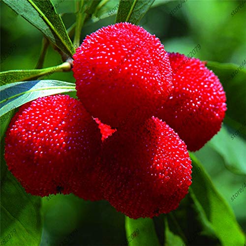 AGROBITS 10 piezas madroño paja deliciosa fruta del árbol chino para saludable y Home Garden Grow Fácil