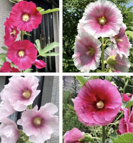 �z���z�b�N �^�`�A�I�C �Ԃ̎� �~�b�N�X30��