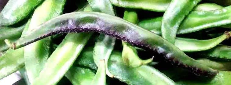 Naatu Avarai/Broad Beans/Flat Beans 20 Seeds (B0BSQP6YNQ) Amazon Price History, Amazon Price Tracker
