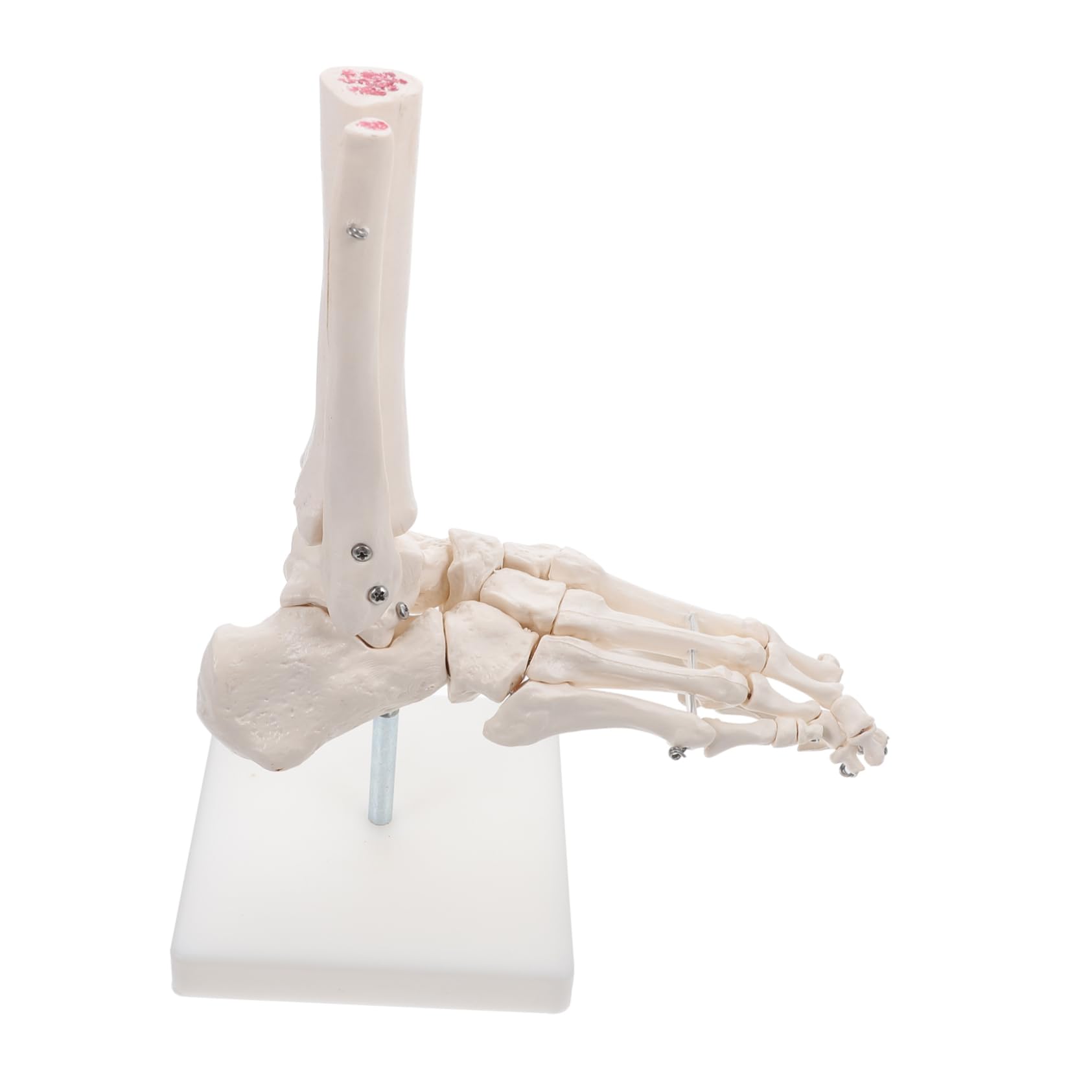 SOLUSTRE Ankle Joint Model Anatomical Human Foot Skeleton Model with Detailed Bone Structure Educational Anatomical Model for Medical and Academic Use