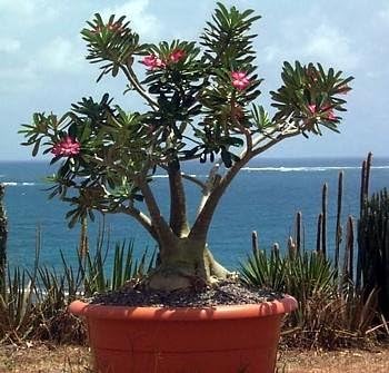 Miniatura 3 de Desert RosePlanta Maceta Natural BonsaiAdenium obesum3