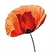 Produktbild artissimo, Glasbild, 30x30cm, AG2031A, Blossom I, Mohn-Blume, rot, Bild aus Glas, Moderne Wanddekoration aus Glas, Wandbild Wohnzimmer modern
