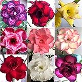 MULTI-PETAL DESERT ROSE ADENIUM SEEDS mixed colors 100 pcs by LANKUI