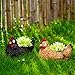 Outdoor Garden Hen Statue Yard Hen Figurine Decoration Funny Chicken Decorations With Solar Light For Yard Patio