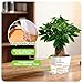 Water-Grown Money Tree Plant – 1 Pack | Thick Roots, Easy Care Desktop Plants | Grow-Your-Own Lucky Plants for Home & Office