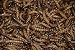 Animal Specialties 300 Brand - Live Superworms - Kingworms - Zophobas Morio