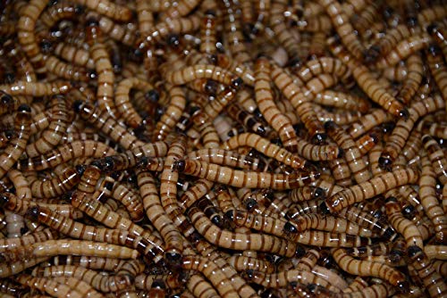 Animal Specialties Brand - 300 - Live Superworms - Kingworms - Zophobas Morio Animal Specialties Brand - 300 - Live Superworms - Kingworms - Zophobas Morio