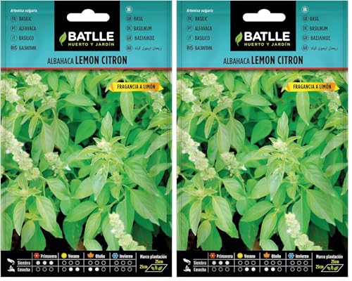Basilic Lemon Citron (Lot de 2)