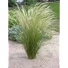 10 x Stipa tenuissima ‘Pony Tails’ 1 liter (siergras/grassen/vaste plant) vedergras vanaf € 3,19 per stuk