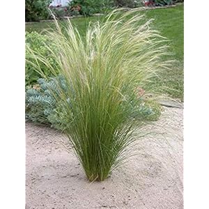 10 x Stipa tenuissima ‘Pony Tails’ 1 liter (siergras/grassen/vaste plant) vedergras vanaf € 3,19 per stuk