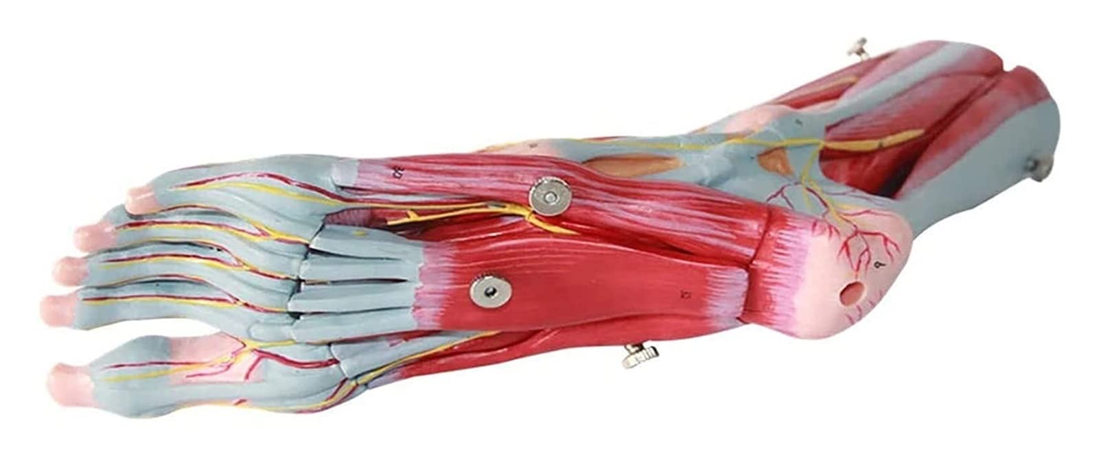 YNIYUJKL Foot Anatomical Model With Bracket,9 Parts With 52 Digital Signs,Icluding Bones, Muscles, Ligaments, Nerves, And Blood Vessels Of The Human Foo Organ Model