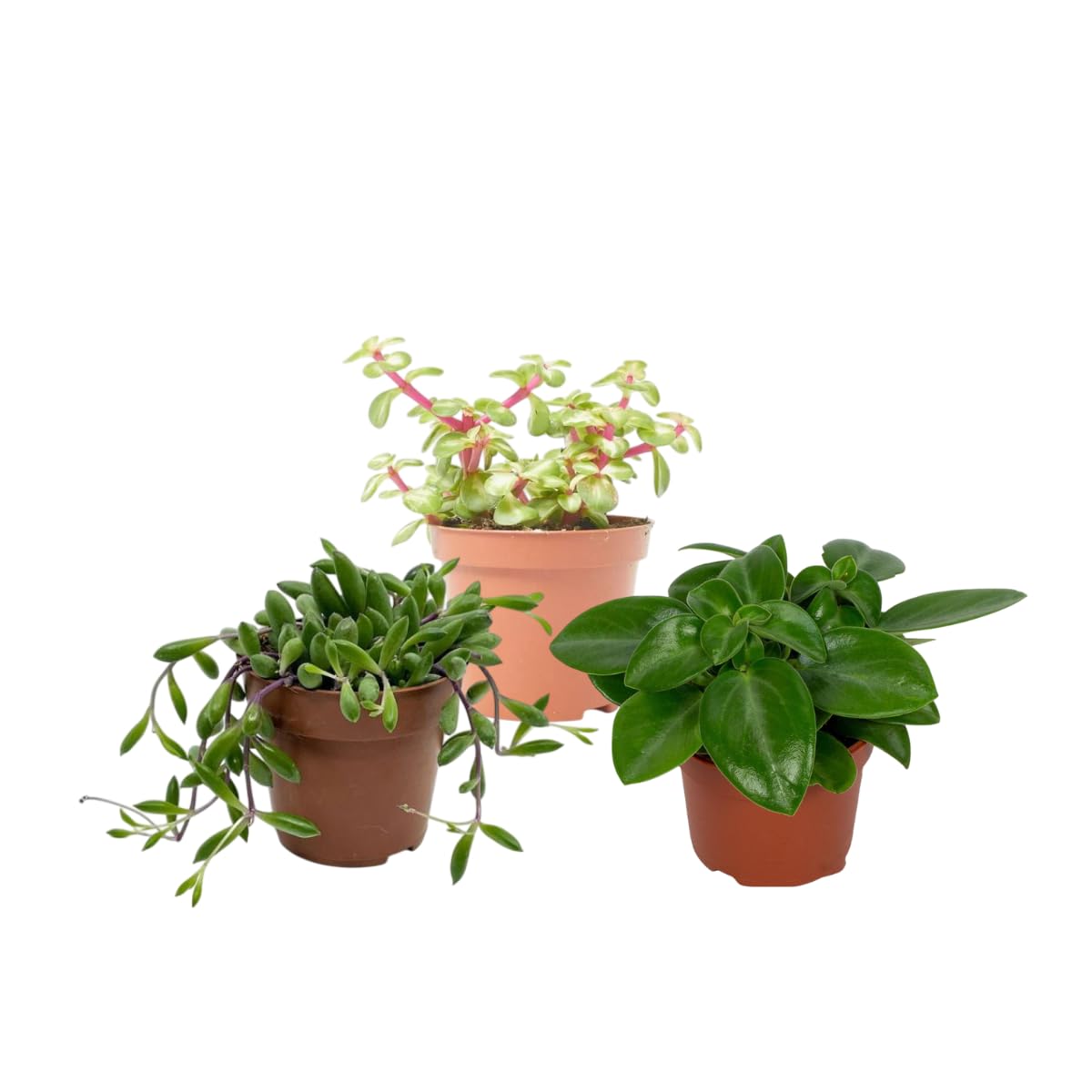 Verdecora Pack de 10 Plantas Naturales en maceta de Ø9cm | Selección Aleatoria de Especies Exóticas y Decorativas | Ideal para Interior y Exterior