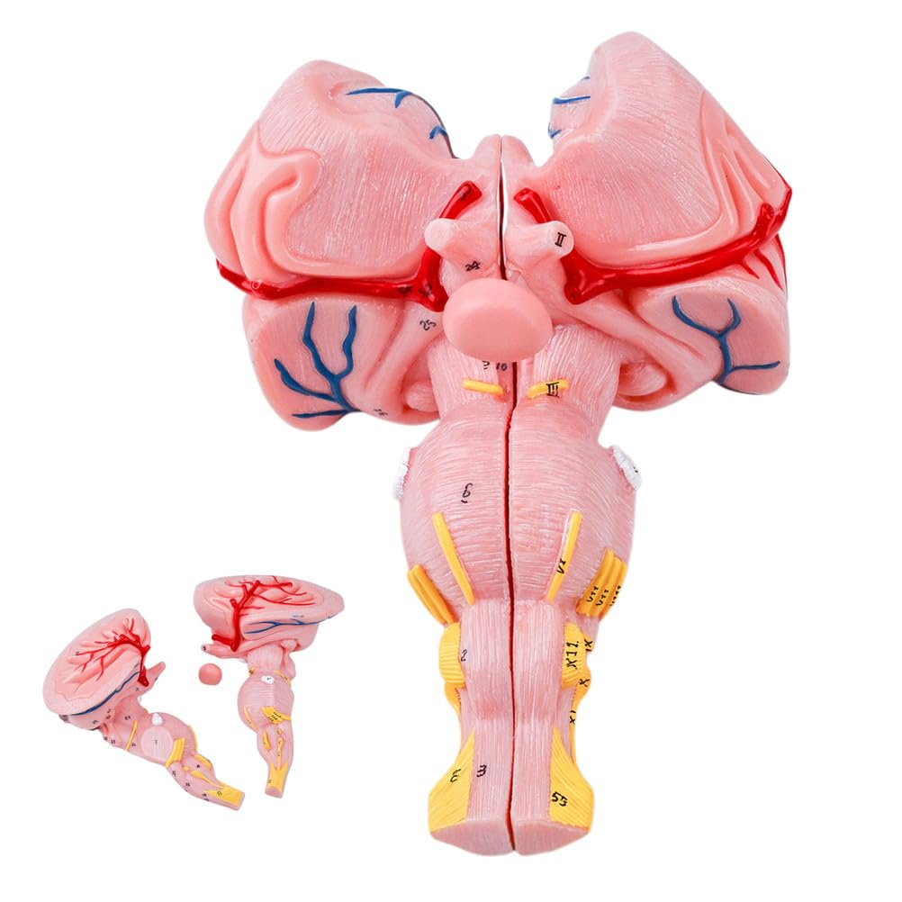 YRQMGSF Human Brain Arteries Model, Triple-Sized Brainstem Model, Medical Brain Anatomical Statues for School Science Education