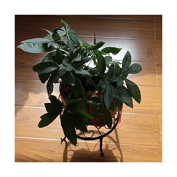 ANQIA 4PCS Indoor Metal Plant Stand Flower Pot Stand,Set of 4 Iron Plant Stands - Image 5