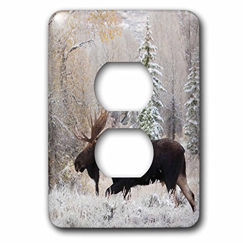 3dRose LSP_231958_6 Shiras Bull Moose, Autumn Snow Plug Outlet Cover