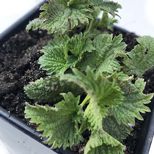 Smoke Camp Crafts Stinging Nettle