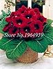 100 Pcs/Pack Gloxinia Seeds Perennial Flowering Seed Plants Sinningia Speciosa Seed Balcony Flower Mix Colors Can Be Choose - (Color: 13) #3