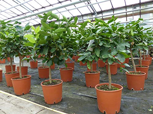 Grünwaren: Limette Limettenbaum 'Aurantifolia' Citrus Lime 60-90 cm Zitruspflanze Cover