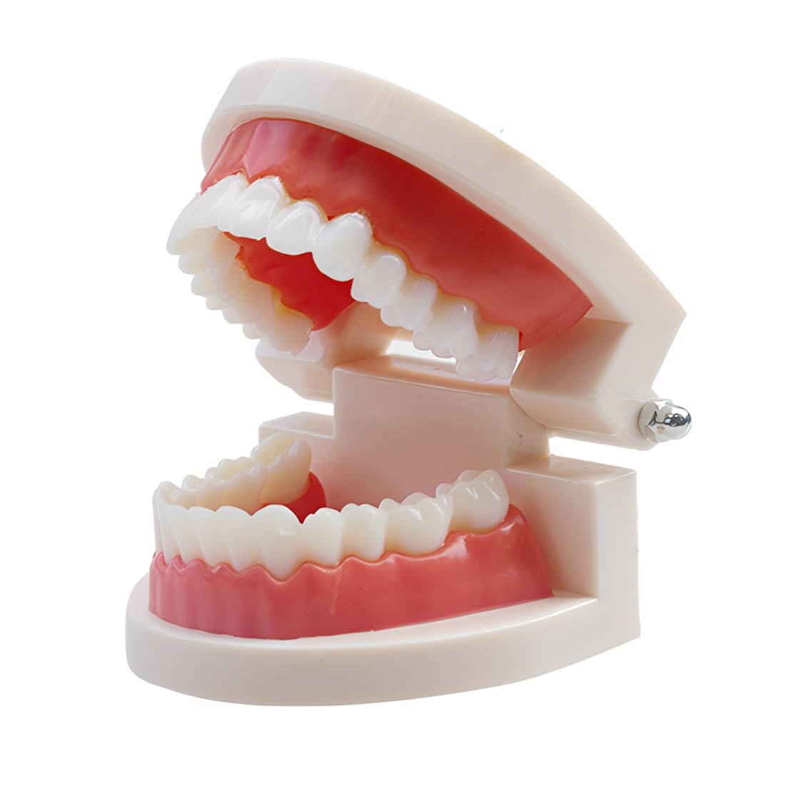 1 Pezzi Modello Di Denti Dentali Typodont, Materiale In Pvc Denti Di Ricambio Per Studi Dentistici, Studenti Di Odontoiatria
