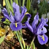 Iris reticulata ‘Harmony’ Top Size Iris Bulbs – 6 cm+ Iris Bulbs for Fall Planting – Bluebird-Blue Standards with Royal-Blue Falls & Yellow White-Rimmed Blotches – Early April Bloom, 4–6" Height