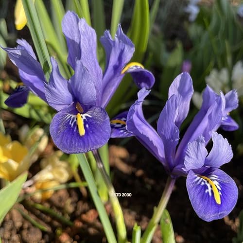 Iris reticulata ‘Harmony’ Top Size Iris Bulbs – 6 cm+