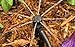 CTKcom Adjustable 360 Degree Water Flow Irrigation Drippers on Stake Emitter Drip System,Pack of 50