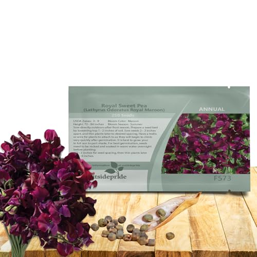Outsidepride Royal Maroon Sweet Pea Seeds - 250 Pcs Annual, Easy to Grow, Vine Seeds for Planting...