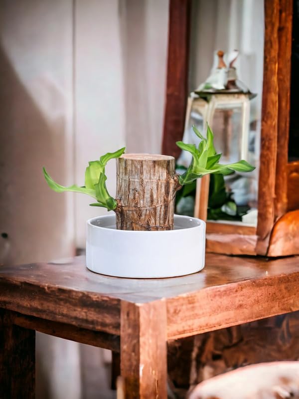 Brazilian wood plant with flowers, Healthy Indoor Live Lucky Brazilian Wood Plant for Living Room, Feng Shui Plant 1 Pcs Rare plant 4 inch Big Plant-image-25