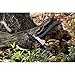 Spyderco Genzow HatchetHawk Utility Tomahawk with Tough 5160 Steel Head and 15.82