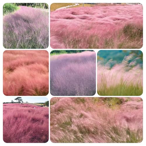 semillas de muhlenbergia capillaris, balcón resistentes de silvestres perennes decoración de interior, exóticas, 750pcs