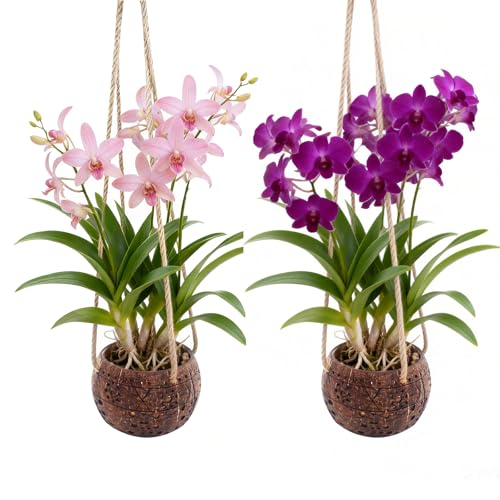 Timisea 2Pcs Coconut Hanging Orchid Pot with Rope Handmade Coconut Planters for Plants Outdoor Hanging Orchid Planter Basket for Home Garden Porch Balcony