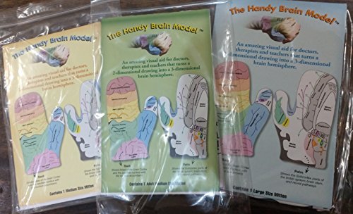 Handy Brain Model B-1.2 (Adult Medium) #TOP4