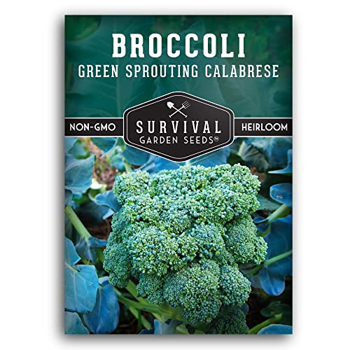 Green Sprouting Calabrese Broccoli Seeds for Planting - Heirloom Variety for Home Vegetable Gardens - High Yield, Cool Weather Crop - Non-GMO, Open-Pollinated - Survival Garden Seeds (1 Pack)
