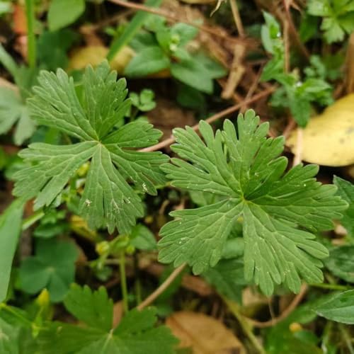 geranio resistente - semi balcone con letti alti semi di geranio resistenti letti alti selvatici per giardino giardino interno 600pcs