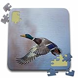 3dRose USA. Washington State. Male Mallard, Anas Platyrhynchos, in Flight. - Puzzle, 10 by 10-inch (pzl_279664_2)