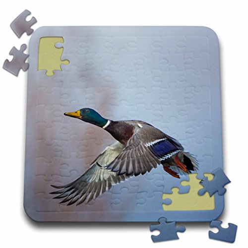 3dRose USA. Washington State. Male Mallard, Anas Platyrhynchos, in Flight. - Puzzle, 10 by 10-inch (pzl_279664_2)