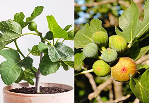 Fignominal Fig Tree Live Plant, Edible Sweet Fig Fruit Tree, 5 To 7 Inches #TOP27