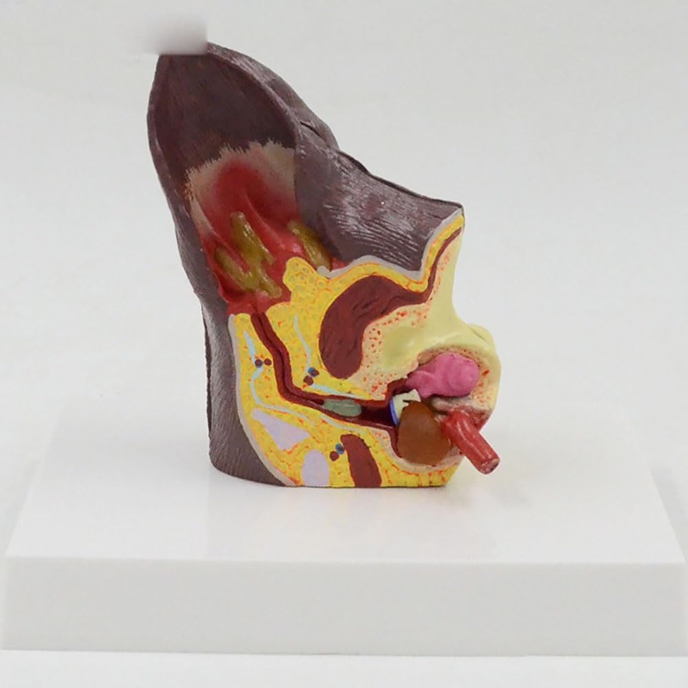 Hundeohrmodell, anatomisches Hundeohr, Hundeohrläsion, Tieranatomisches Modell for die Hundeanatomie und -physiologie, Unterricht, Lehrmaterial, Tierärztliche Familienausrüstung