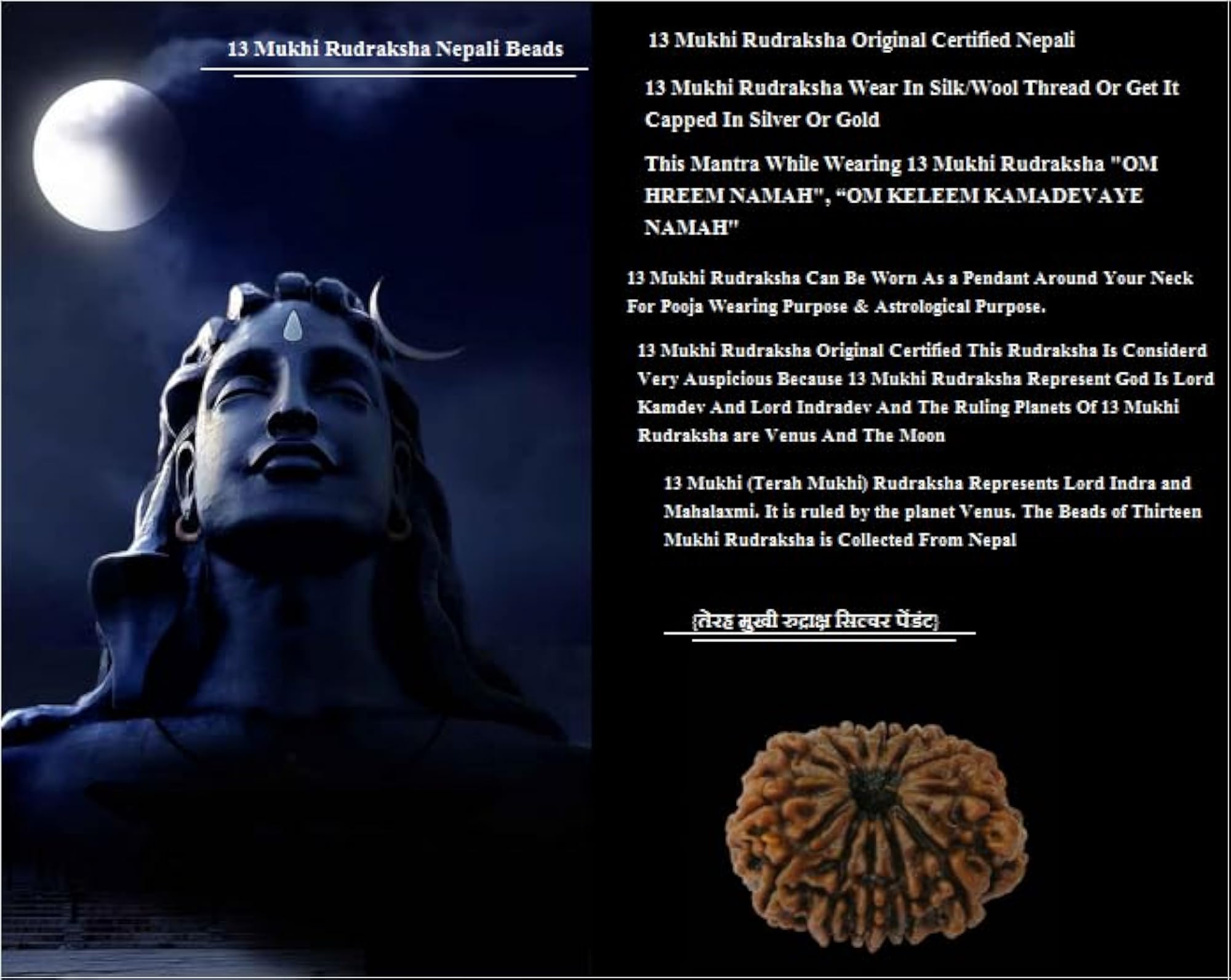 13 Mukhi Nepali Rudraksha Beads, Certified Genuine