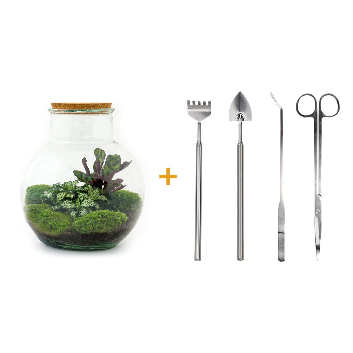Terrarium do roślin • Teddy • roślina ekosystemowa • ↑ 26,5 cm – DIY – kompletny zestaw terrarium, terrarium, miejski, terrarium + grabienie + łopatka + pęseta + nożyczki