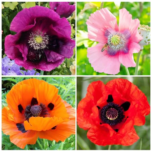 1000+ Perennial Poppy Flower Plant Seed Outdoor Fragrant Butterfly