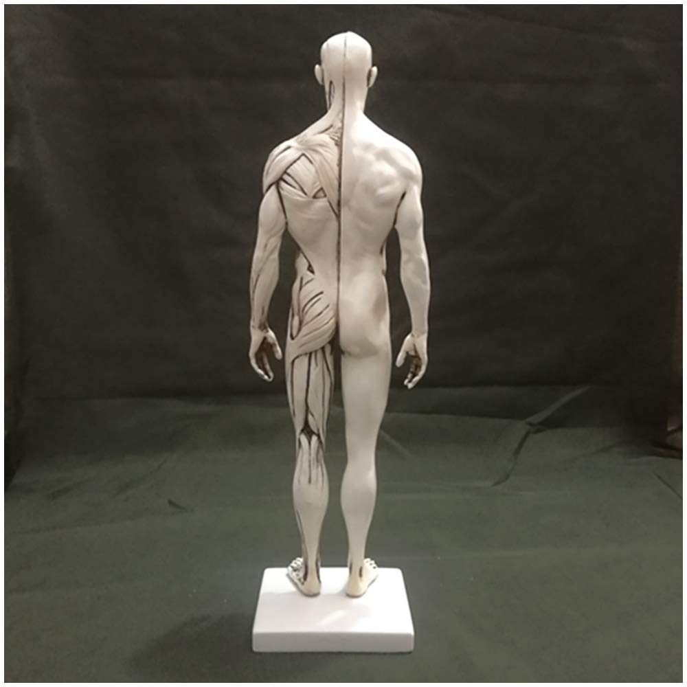 Amazon.co.jp: 人体解剖図-11.8インチの男性の筋肉の骨モデル-人体の