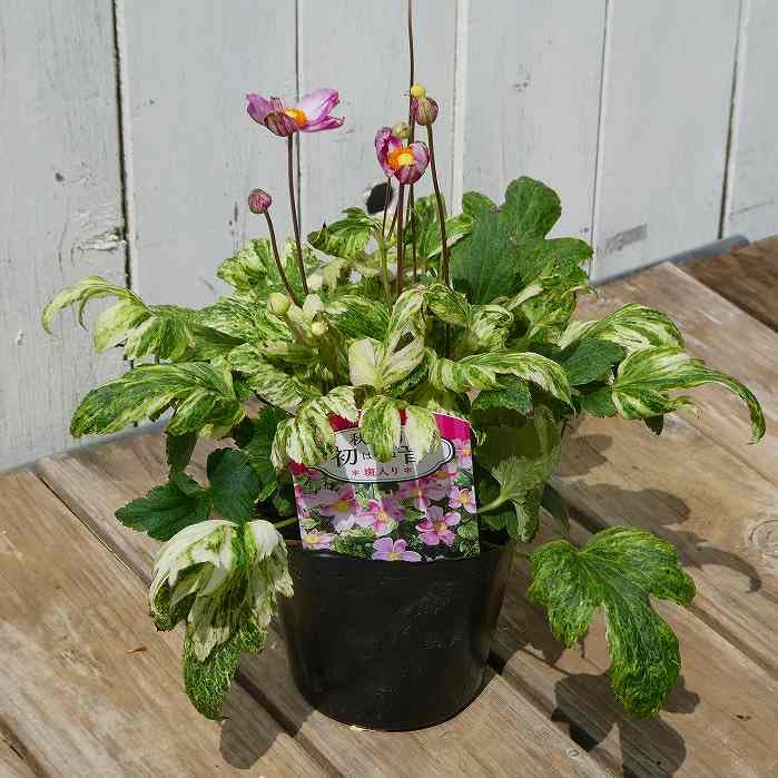 Amazon.co.jp: 秋明菊 苗 初音 斑入り 矮性種 3.5号 シュウメイギク