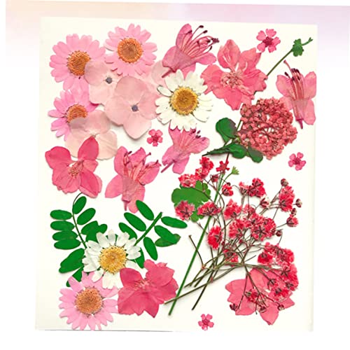 30 piezas de flores secas prensadas para decoración DIY miniatura 2